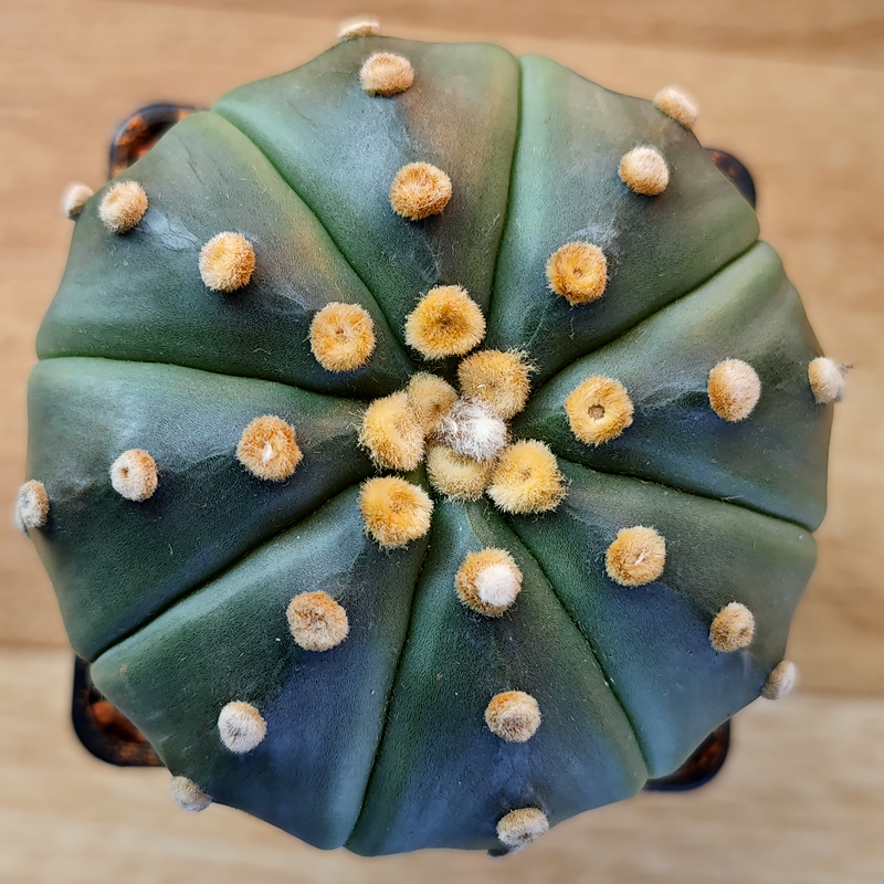Astrophytum asterias v. nudum