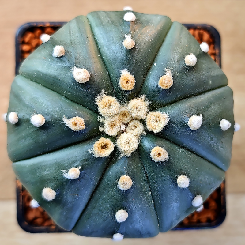 Astrophytum asterias v. nudum