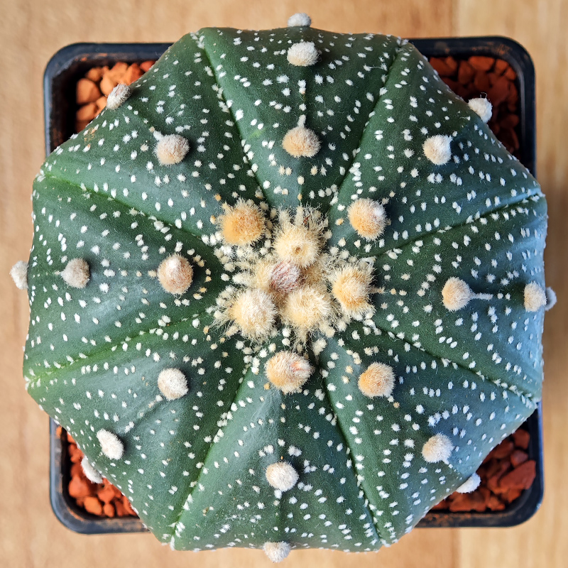 Astrophytum asterias