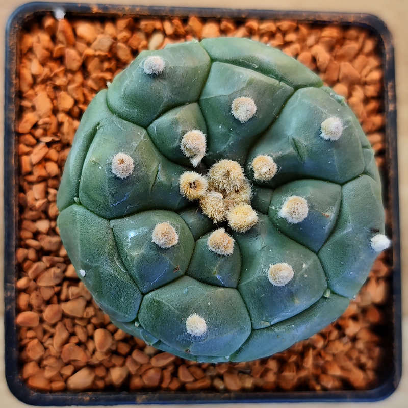 Astrophytum asterias 'Kikko'