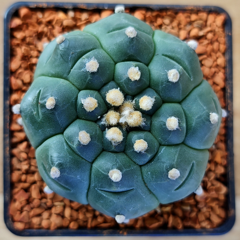 Astrophytum asterias 'Kikko'