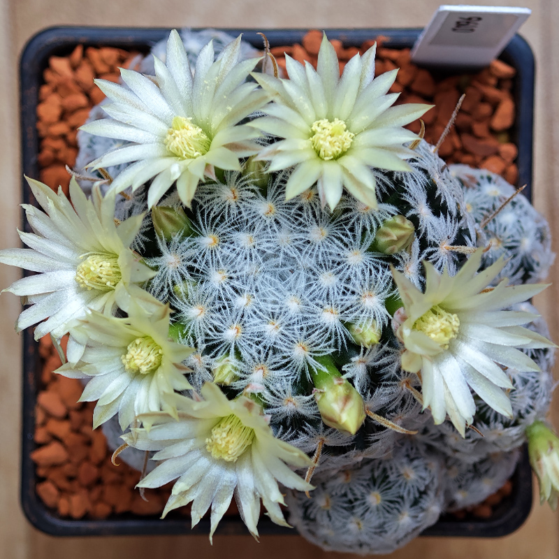 Mammillaria duwei