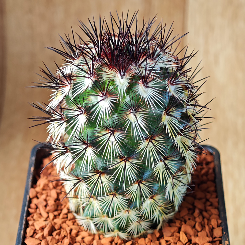 Mammillaria microheliopsis