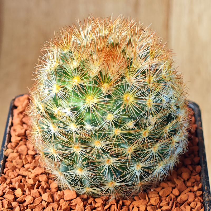 Mammillaria carmenae