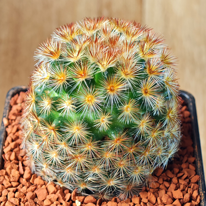Mammillaria carmenae