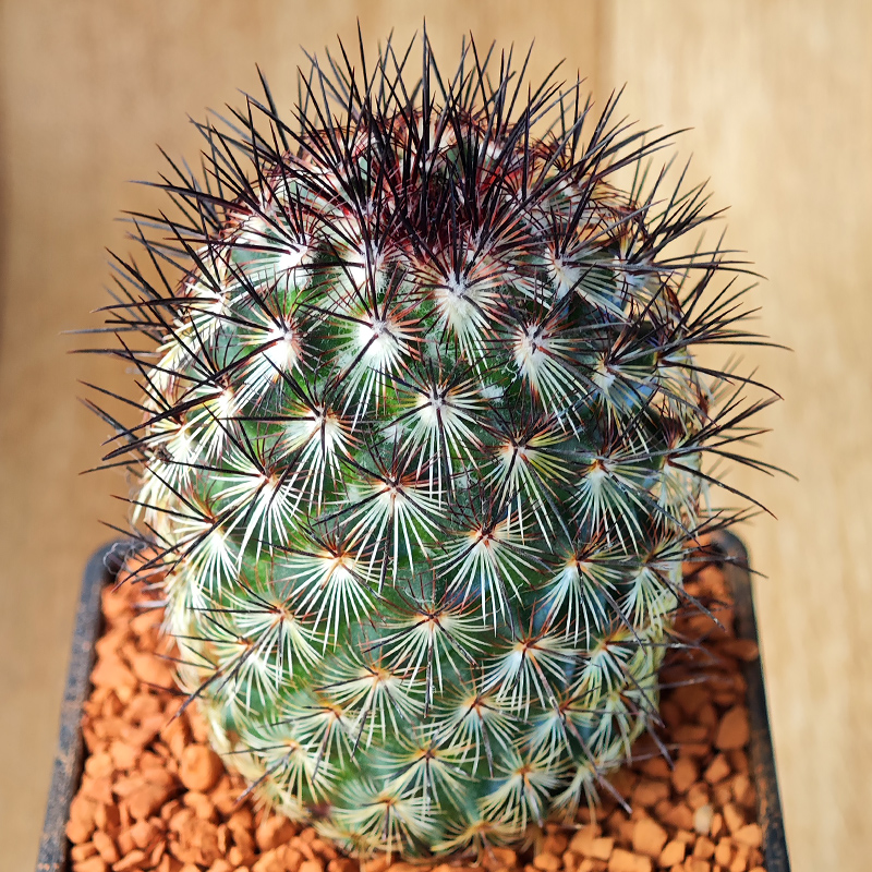 Mammillaria microheliopsis