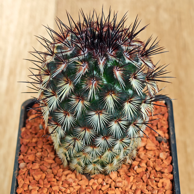 Mammillaria microheliopsis