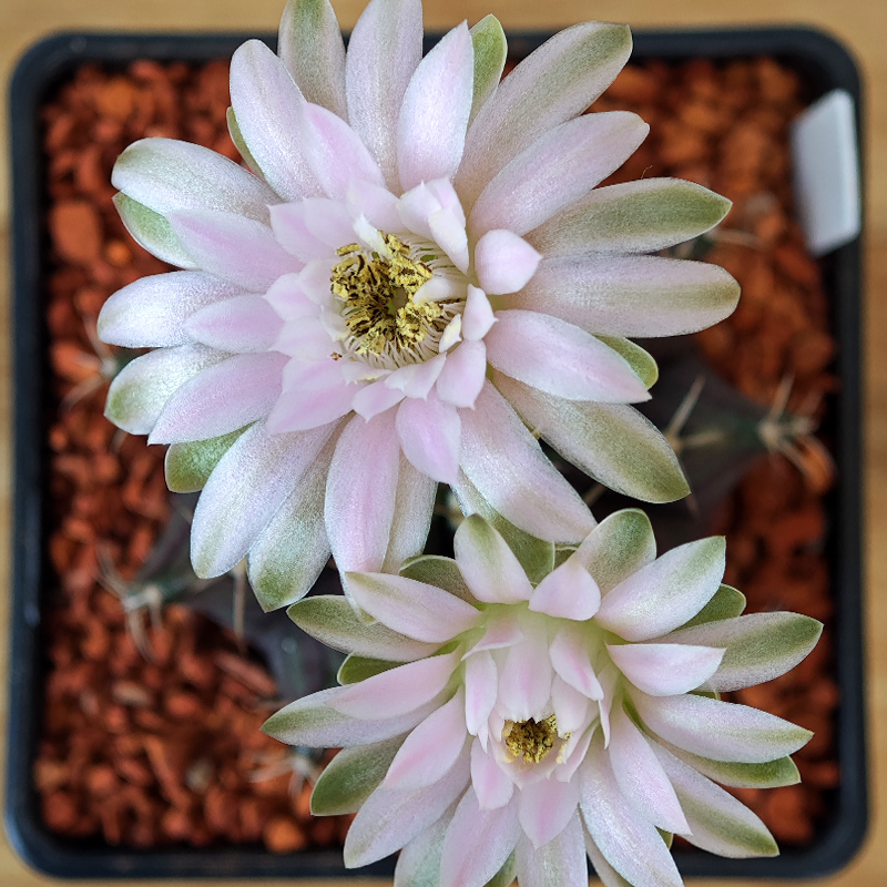 Gymnocalycium mihanovichii f. variegata