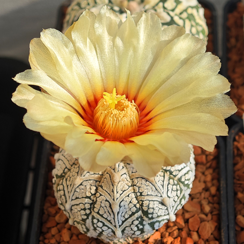 Astrophytum asterias 'Super Kabuto V-type'
