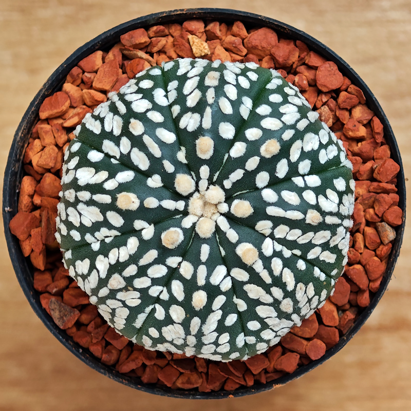 Astrophytum asterias 'Super Kabuto'