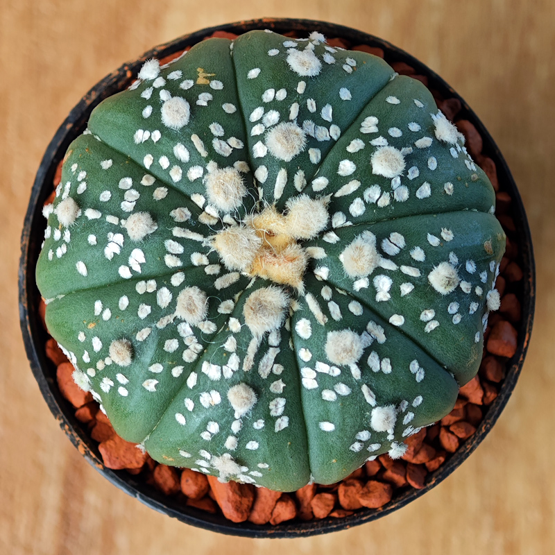 Astrophytum asterias 'Super Kabuto'