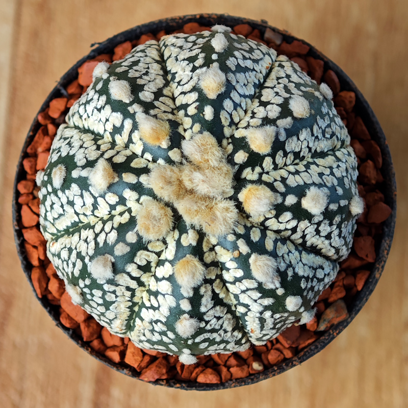 Astrophytum asterias 'Super Kabuto'