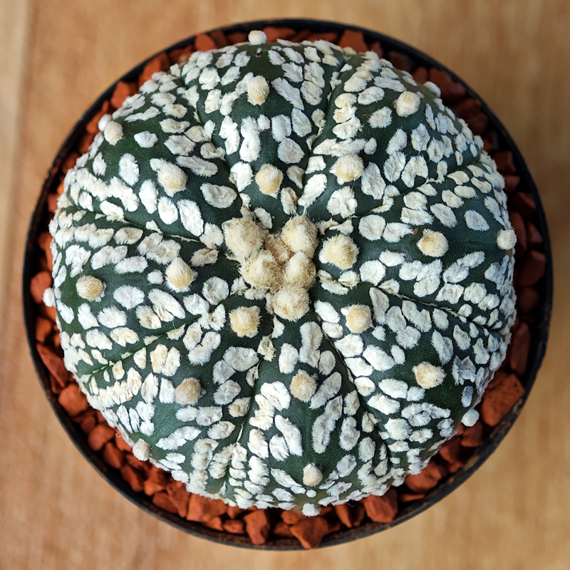 Astrophytum asterias 'Super Kabuto'