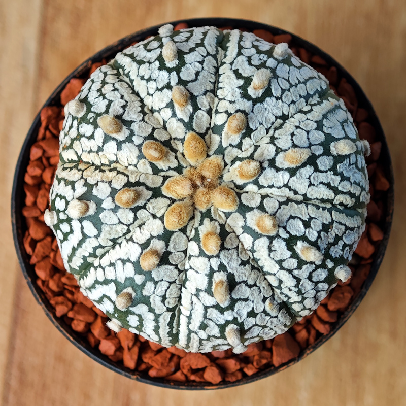 Astrophytum asterias 'Super Kabuto'