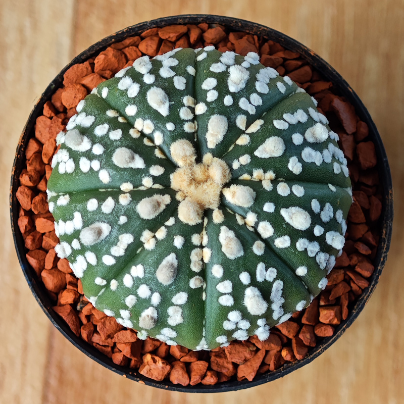 Astrophytum asterias 'Super Kabuto'