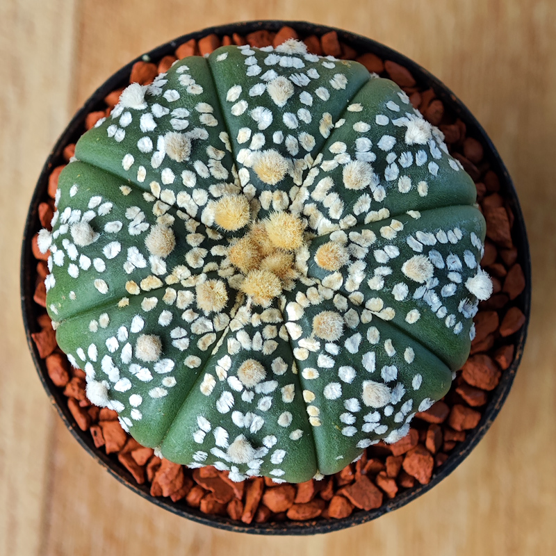 Astrophytum asterias 'Super Kabuto'