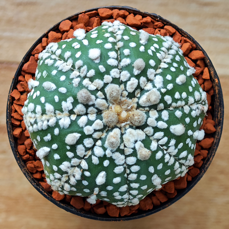 Astrophytum asterias 'Super Kabuto'