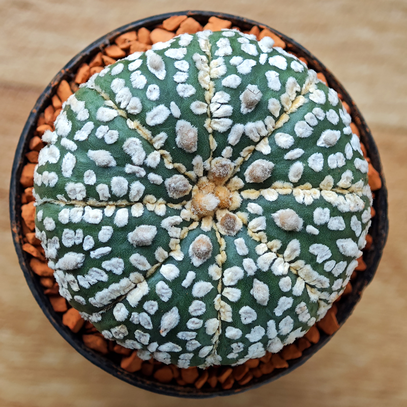 Astrophytum asterias 'Super Kabuto'