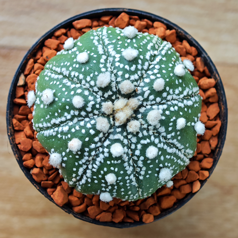 Astrophytum asterias 'Super Kabuto'