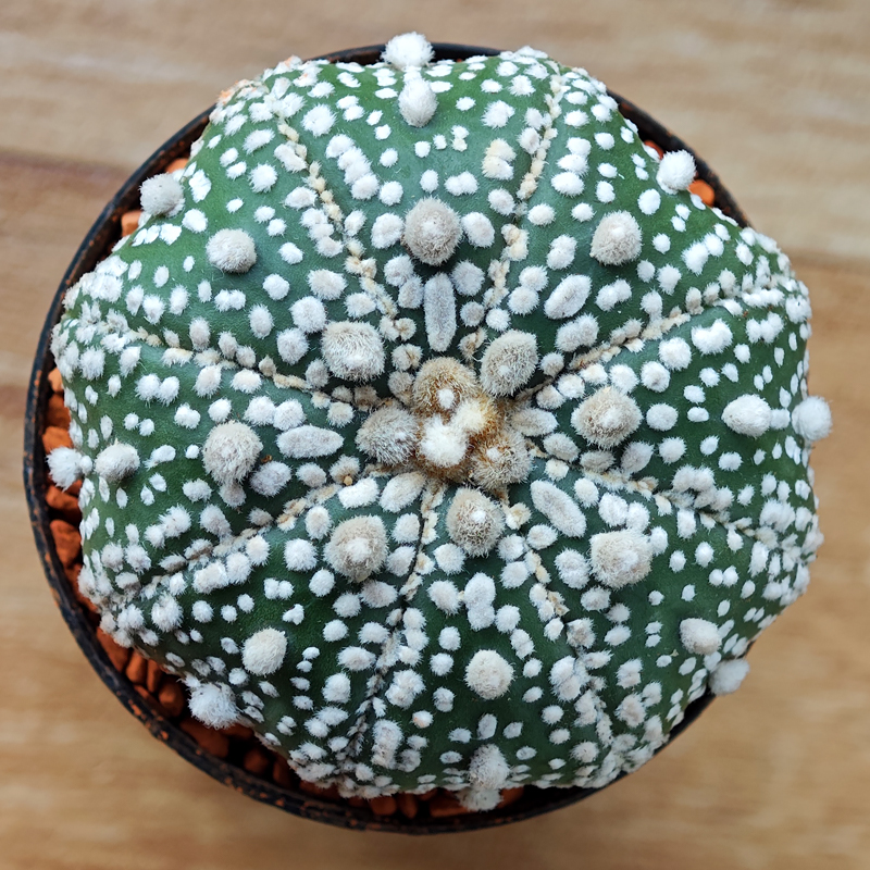 Astrophytum asterias 'Super Kabuto'