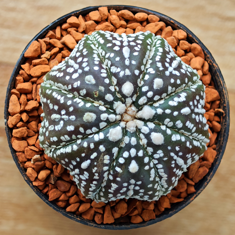 Astrophytum asterias 'Super Kabuto'