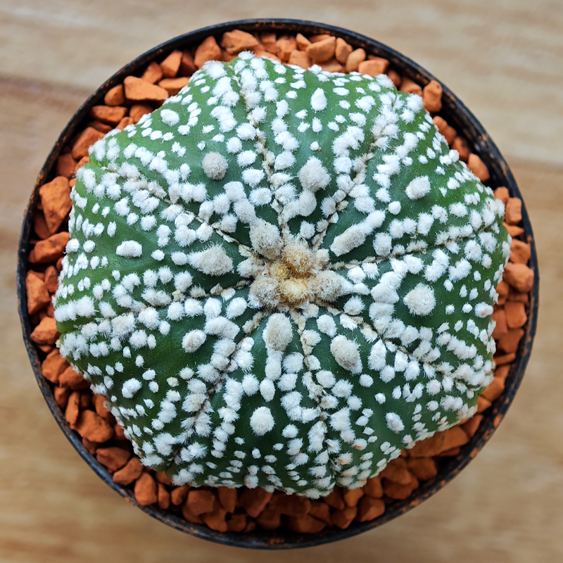 Astrophytum asterias 'Super Kabuto'