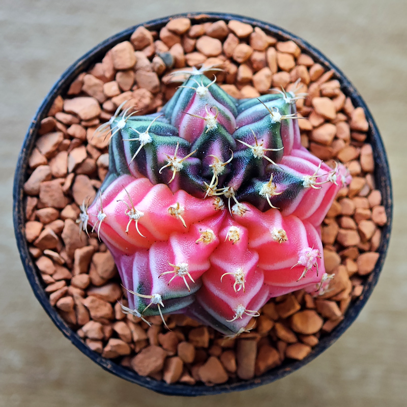 Gymnocalycium mihanovichii f. variegata