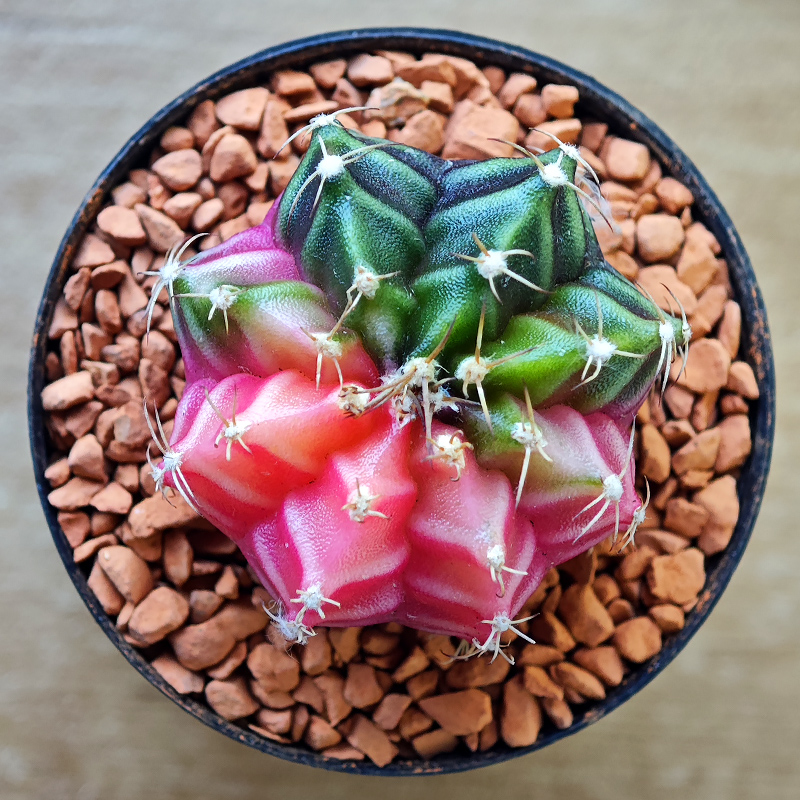 Gymnocalycium mihanovichii f. variegata