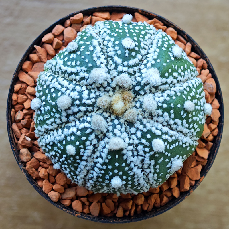 Astrophytum asterias 'Super Kabuto'