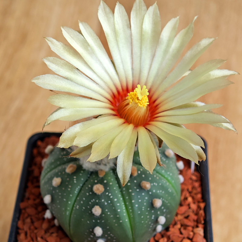 Astrophytum asterias - 7 žeber