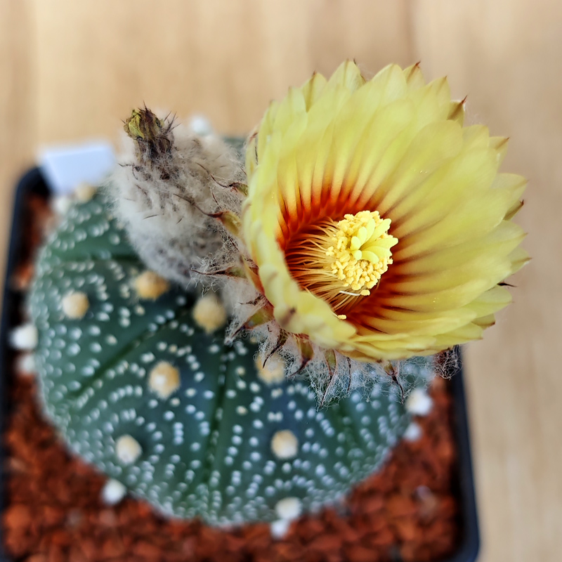 Astrophytum asterias