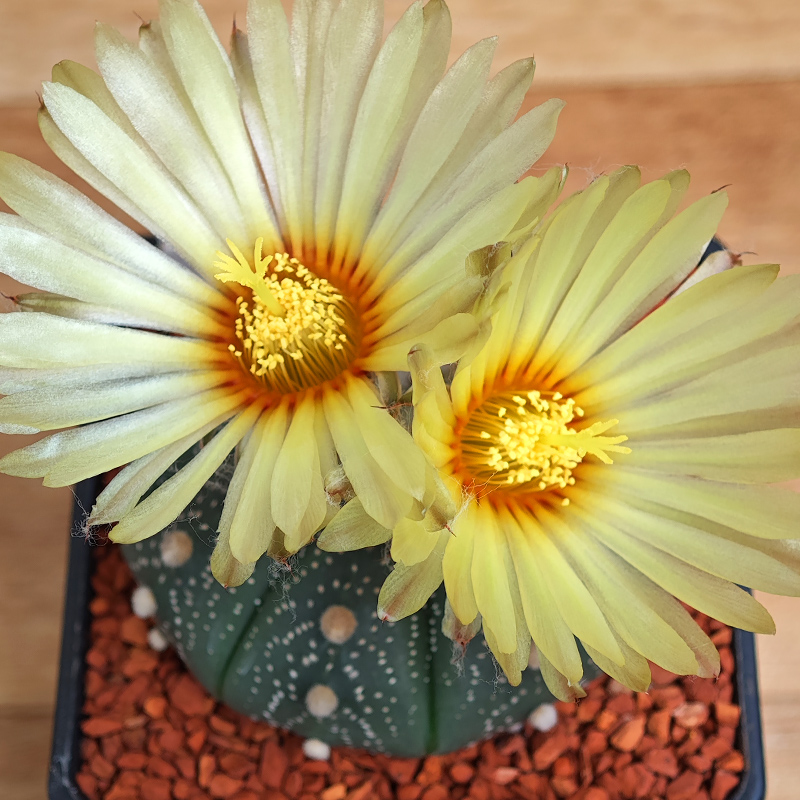 0227 - Astrophytum asterias