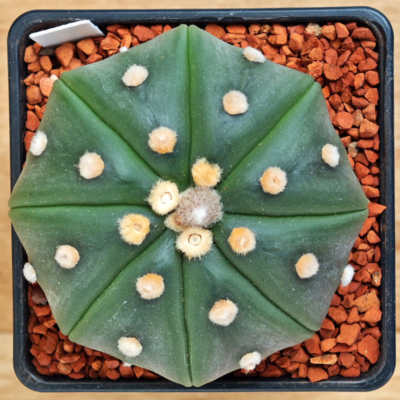 Astrophytum asterias v. nudum