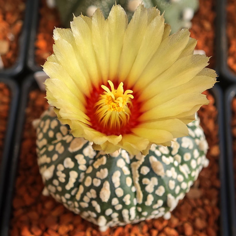 Astrophytum asterias 'Super Kabuto'