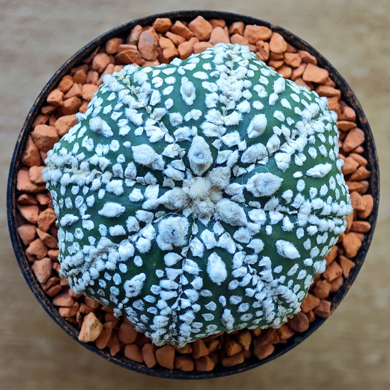 Astrophytum asterias 'Super Kabuto'