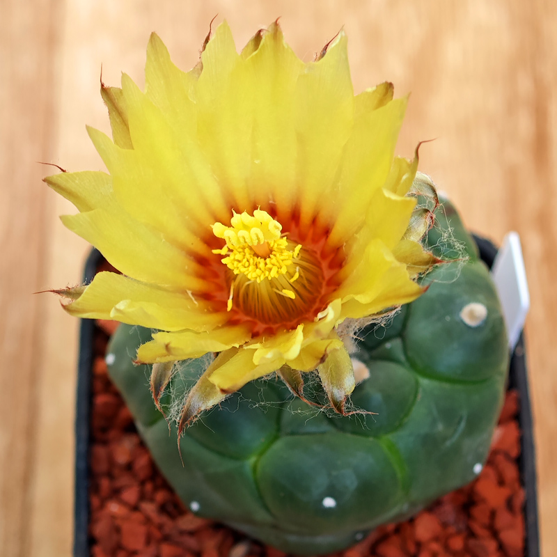 0232 - Astrophytum asterias 'Kikko'