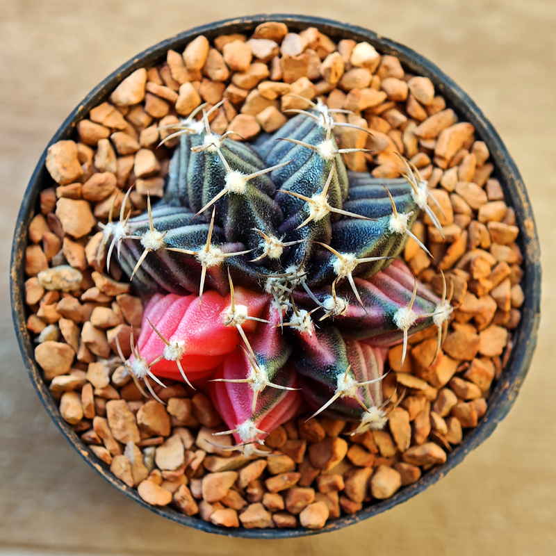 0233 - Gymnocalycium mihanovichii f. variegata
