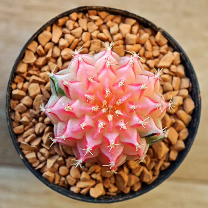Gymnocalycium mihanovichii f. variegata