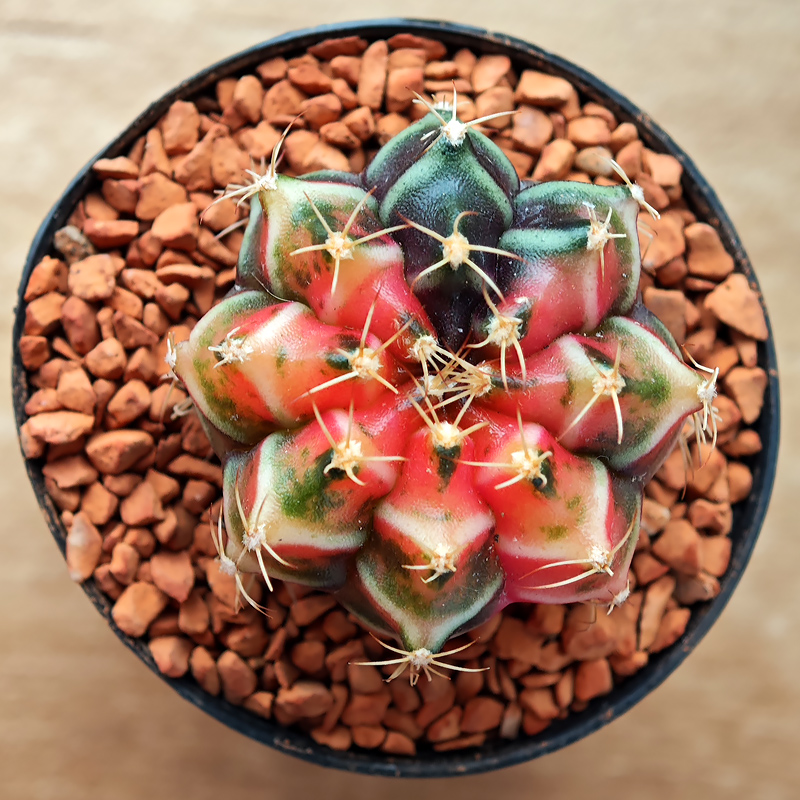 0235 - Gymnocalycium mihanovichii f. variegata