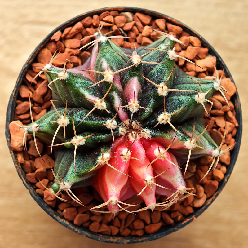 0236 - Gymnocalycium mihanovichii f. variegata