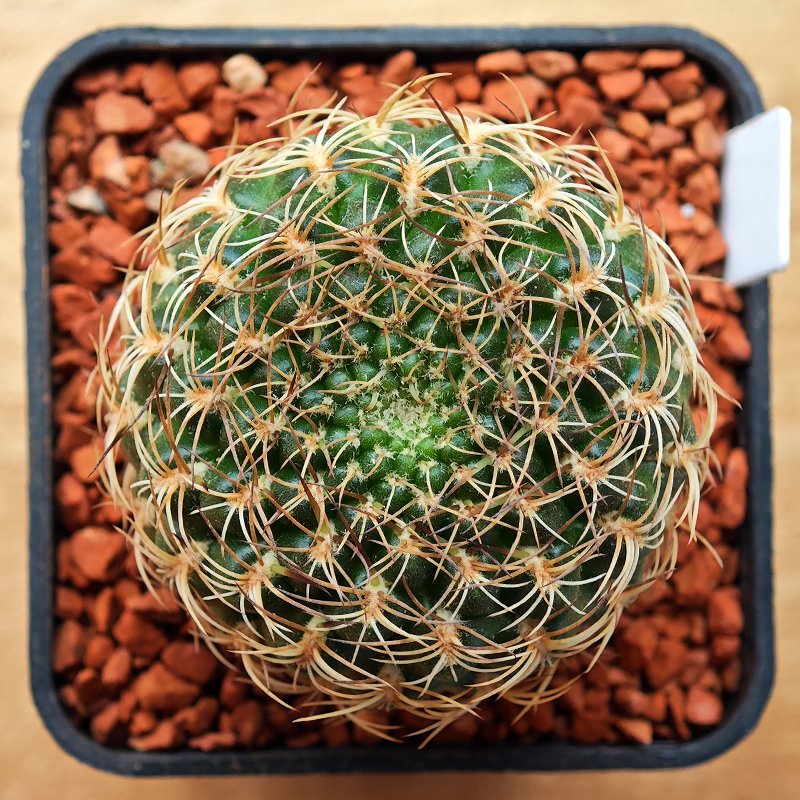0237 - Sulcorebutia breviflora