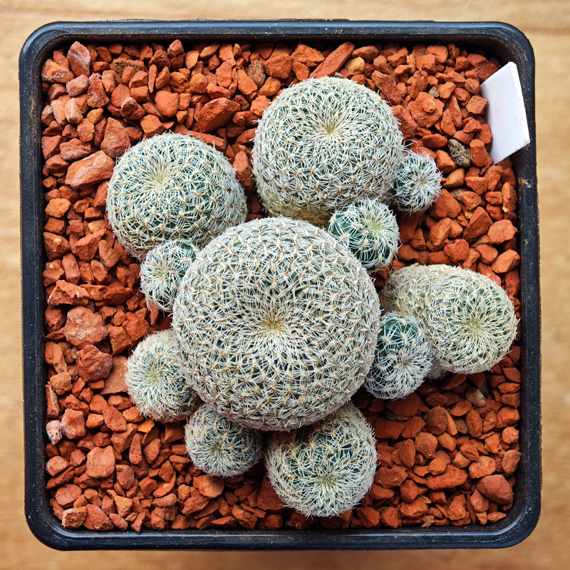 0238 - Sulcorebutia heliosoides