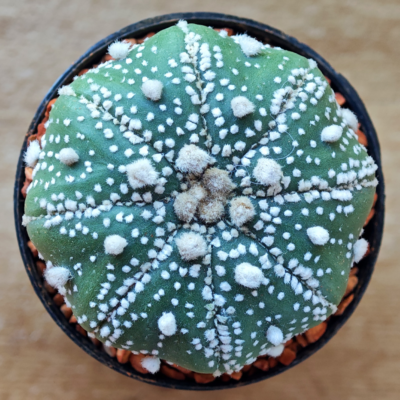 0239 - Astrophytum asterias 'Super Kabuto'