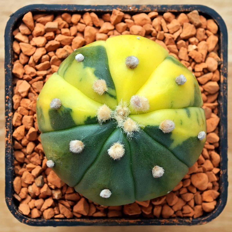 0241 - Astrophytum asterias f. variegata