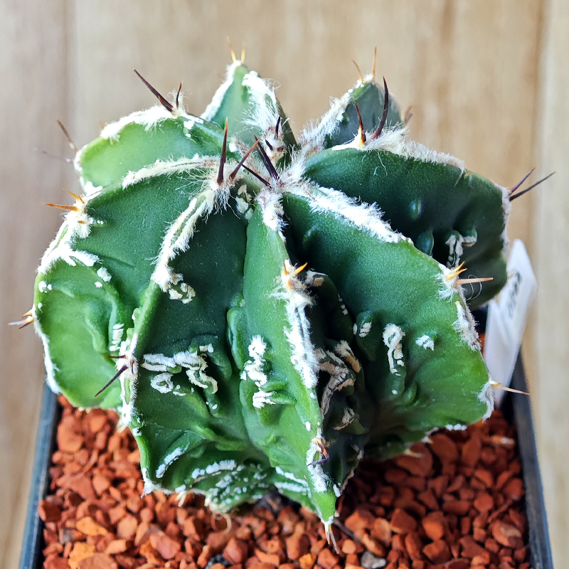 0243 - Astrophytum ornatum 'Fukuryu' v. nudum