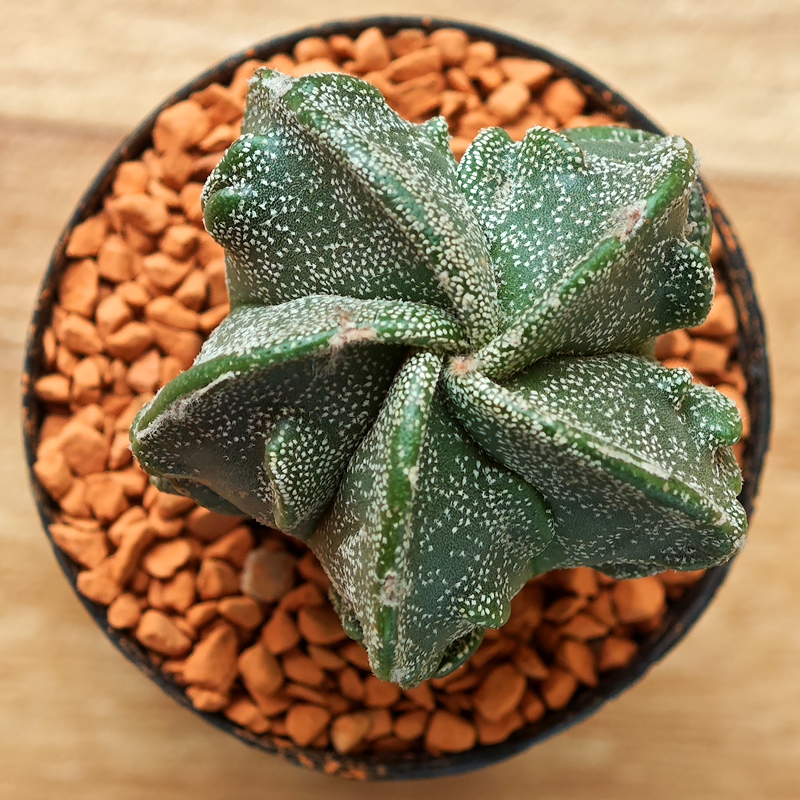 0245 - Astrophytum myriostigma 'Fukuryu'