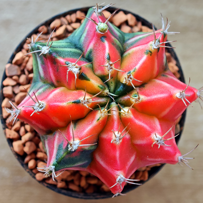 0247 - Gymnocalycium mihanovichii f. variegata