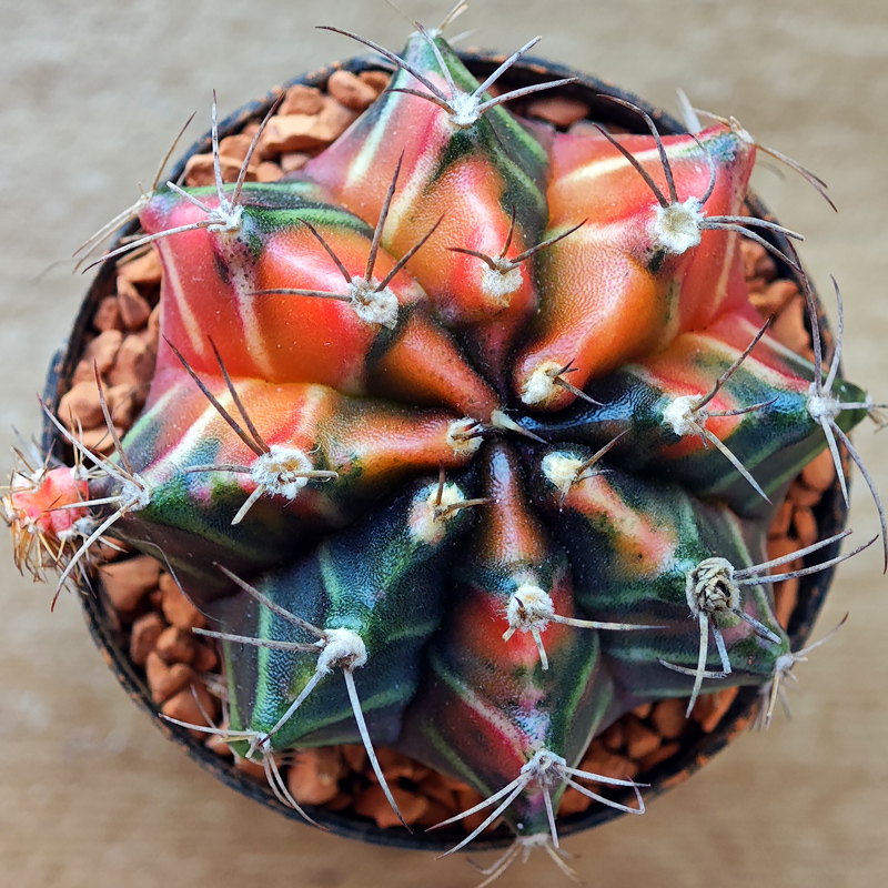 0248 - Gymnocalycium mihanovichii f. variegata
