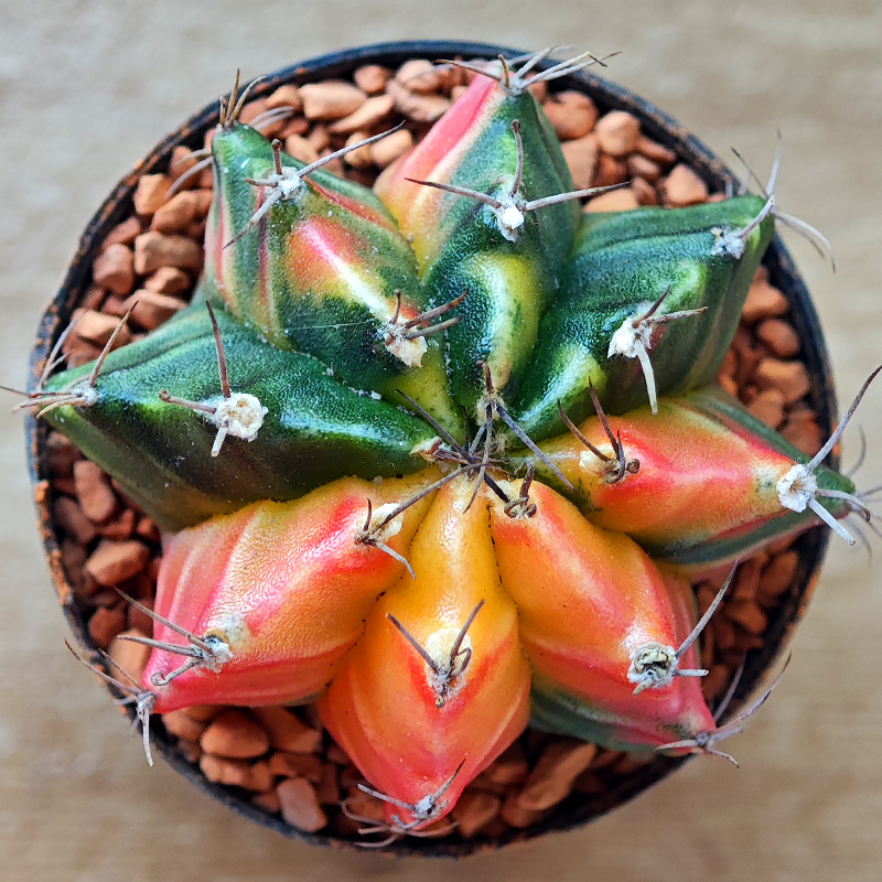 0250 - Gymnocalycium mihanovichii f. variegata