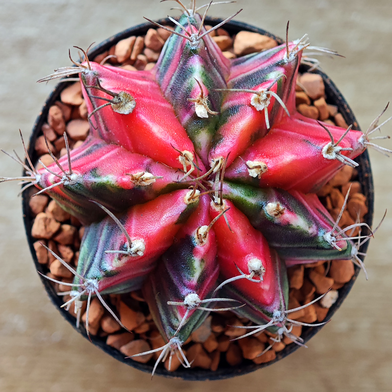 0251 - Gymnocalycium mihanovichii f. variegata
